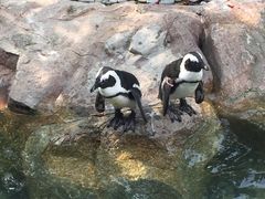 -新加坡飞禽公园