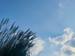 -上海吴淞炮台湾国家湿地公园