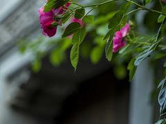 -老门东历史文化街区