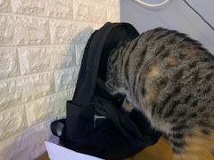 -平行世界·猫咖(首经贸店)