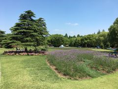 -上海滨江森林公园