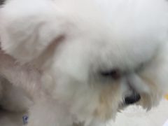 -安安宠医宠物医院·异宠·犬猫内科(岳阳分院)