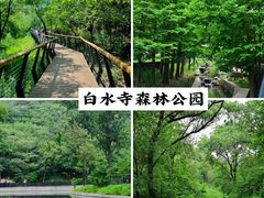-白水寺森林公园