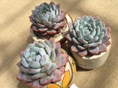 -上海鲜花港