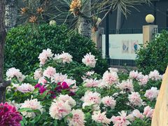-莲花池公园