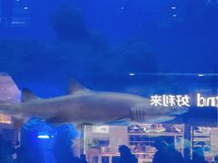 -成都浩海立方海洋公园