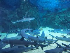 -烟台海昌鲸鲨海洋公园