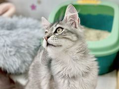 -糯米喵星人总部直营旗舰店·猫舍·幼猫出售
