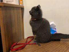 -小尾巴宠物店(万科·金域华庭店)