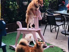 -柴犬高等学院·狗咖·柴犬售卖·宠物训练