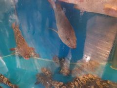 -开海·红岛海鲜虾水饺(石老人店)
