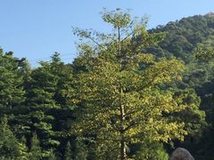 -广州市帽峰山景区