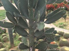 -松山湖梦幻百花洲