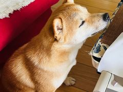 -翊宠yipet猫狗购宠庄园