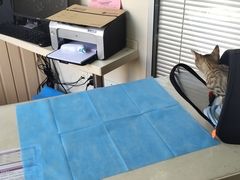 -芭比堂宠物医院·全科爱猫医院·仁德分院