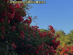 -诗经里