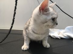 -PETKIT 小佩宠物·低压洗护·美容·寄养(安远店)