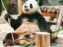 -栾川竹海野生动物园