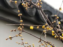 -无锡梅园公园