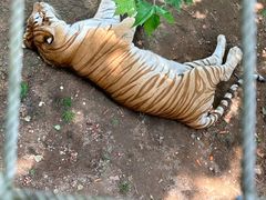 -西霞口神雕山野生动物世界