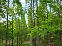 -黄海国家森林公园