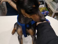 -瑞派动物医院·绝育·犬猫全科·预防医学(光景江南中店)