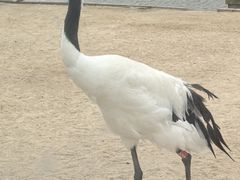 -盐城丹顶鹤湿地生态旅游区