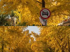 -三里屯东五街银杏大道