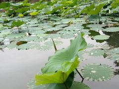 -黄龙溪古镇