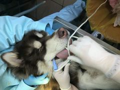 -北京观赏动物医院·24小时大型综合·猫专科·异宠专科