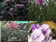 -海南热带野生动植物园