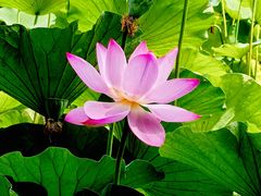 -莲花池公园