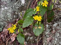 -天目山大树王景区