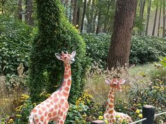 -上海共青森林公园