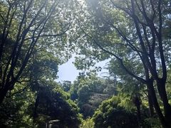 -上海佘山国家森林公园天马山园