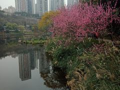 -重庆彩云湖湿地公园