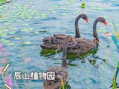 -上海辰山植物园