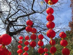 -深圳仙湖植物园