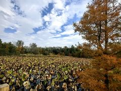 -溱湖国家湿地公园