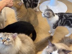 -有喵·猫咖·狗咖·30几只猫10只小狗(岗厦店)