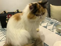-吉丁鸟咖·异宠·寄养