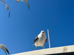-海驴岛(荣成市)