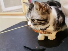 -猫小院猫主题餐厅(南锣旗舰店)