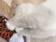 -瞄一喵猫咖(格力海岸店)