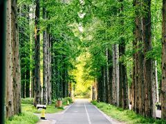 -黄海国家森林公园