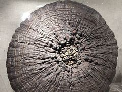 -南京中医药大学(仙林校区)