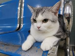 -太原东方动物医院(小店分院)