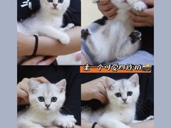 -lincat·猫舍(广州店)