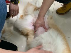 -申普宠物医院·心脏介入·心血管微创(总院)