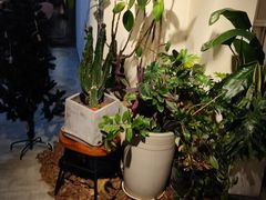 -Dinoo 片场咖啡(酒仙桥店)